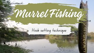 Mancing Ikan Gabus | Murrel Fishing | Snakehead fishing | Deccan Angler