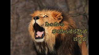 సింహం చాలా భయంకరమైన గర్జన @planet2animals