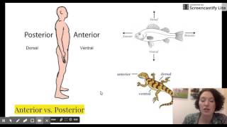 A&P Body Orientation