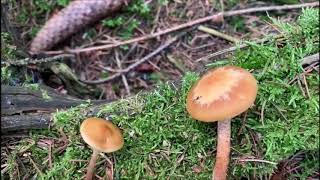 Gemeines Stockschwämmchen (Kuehneromyces mutabilis) vs. Gifthäubling (Galerina marginata)