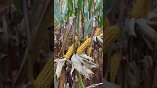 Outstanding Stalk Strength from H5302