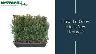 How To Plant Pre-Finished Hicks Yew Hedges In Your Yard?