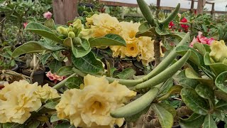 ROSAS DO DESERTO:COMO POLENISAR E TER SUCESSO NAS POLINIZAÇÕES