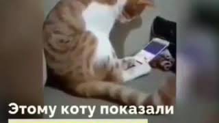 Дружба! Как бывает у животных...