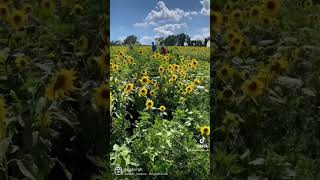 I need some summer in my life. #summer #sunflower #inspirational #follow #beaufiful #sunflowerfield