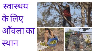 आंवला |GOOSEBERRY|स्वास्थ्य के लिए क्या मायने रखता है| शगुन मांगल ग्रुप | पहाड़ी रीता भंडारी