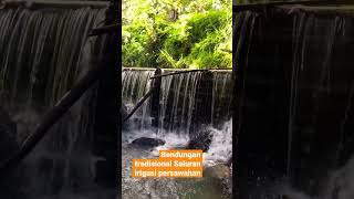 #ShortsBENDUNGAN TRADISIONAL SALURAN IRIGASI PERSAWAHAN