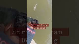 🔴 STRIKE IKAN PREDATOR (IKAN BELUKANG) TALI PANCING NYARIS PUTUS_SALAM JORAN MELENGKUNG #shorts