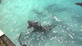 Sharks at Highbourne Cay