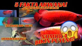 5 FAKTA ARWANA YANG MUNGKIN KALIAN GATAU! NOMOR 3 MEMBAGONGKAN!