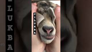 Suara kambing, embeklucu |main cilukba!! |embek|suara kambing#shorts