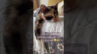 Пушистая любима булочка - устала ❤️🐯 #cat