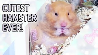 Hamster cleans himself 😍 Cute Hamster Video 🥰