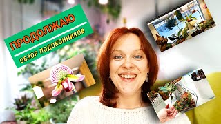 Есть ли толк от Аминосила? Западное окно. Пафиопедилум и другие.