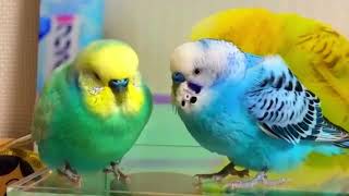 This Birds Relaxation Routine Will Blow Your Mind! birds #viral #parakeet #parrot