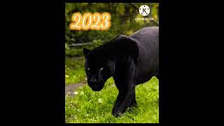 2023 black panther image and 5000 bce black panther image