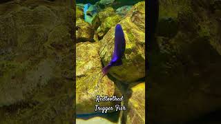 Redtoothed Trigger Fish |@ Marine Kingdom |#Shorts