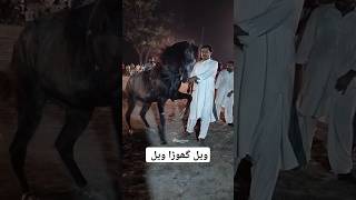 واہ گھوڑا واہ بہت اچھے #horse #horseenthusiast #sindhihorse