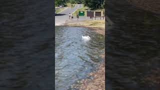 Cisne no lago do parque