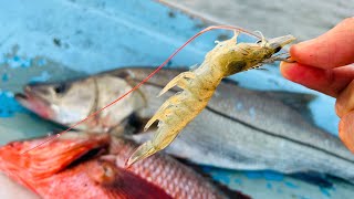 pesca con CAMARÓN vivo! | pargos y ROBALO.