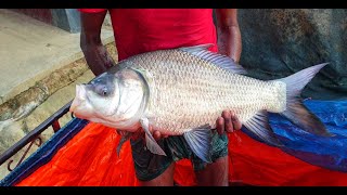 Satisfying Fish Falling Slow Motion|| Work is underway to bring the fish to market|| HD