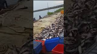 Fishing🐟in Godavari District