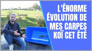 L'incroyable évolution de mes carpes koï cet été !!!