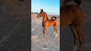 First class young horse🔥|اسب جوان درجه یک🔥#animals #horse #cavalo #caballo #ghoda #حصان #اسب