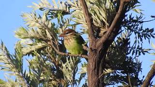 White Cheeked barbet