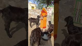 सूबह सूबह सासु मां से पंगा / Rajasthani culture and Rajasthani way of life /#shorts