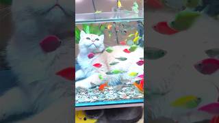 What a Beautiful Aquarium Fish 🥰🔥🙏,#shorts ,#short,#farming ,#viral ,#shortvideo ,