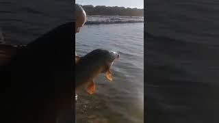 carpa pescada em barragem de alqueva, Portugal!