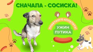 Сначала СОСИСКА 🌭! или ужин ПУТИКА