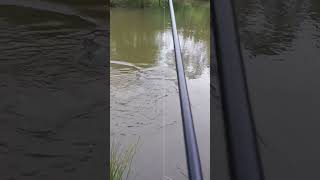 grass carp action 🎣#carpyasyoulikefella #fishing #nature #angling #grasscarp #carpy #fish #shorts