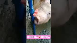 Свинка Пеппа 🐷 #shorts