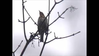 A pair of Xmas Song Thrushes 2018