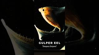 "Gulper Eel: Size Matters for Dinner!"💀🌊🐠 #shorts #ocean #dark #sealife  #underwater #mystery #facts