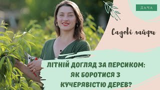 Літній догляд за персиком: як боротися з кучерявістю дерев? Обробка Дерев Після Збору Врожаю.