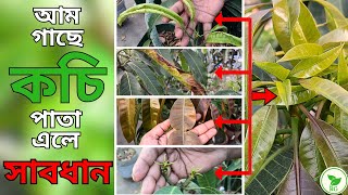 আম গাছের নতুন পাতা বিকৃত হযে যাচ্ছে? সমাধান কী? Truth Behind Deformed Mango Leaves| Hacks to Fix It