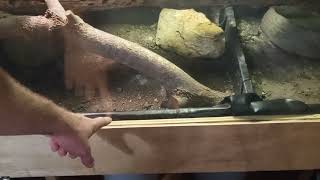 Nile Monitor (Echo) wedges himself into the door of his enclosure