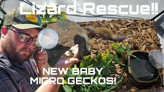 Rescuing my NEW LEOPARD GECKO!! (Plus BABY MICRO GECKO UPDATE!)