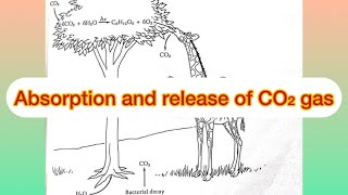 Absorption of CO₂ gas by plants and release by animals