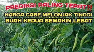 PART 28 : BUAH KEDUA CABE  RAWIT SEMAKIN LEBAT DIBARENGI LONJAKAN HARGA