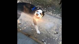 Husky playing compilation