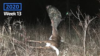 Two Man Deer Drive with a Bow (GoPro footage)