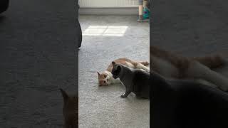 Don’t let your cats watch WWE #britishshorthaircat #funnycatvideos