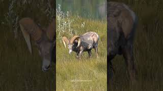 An Old and Wise Big Horn Sheep Thinks About Telling Me a Tale About His Journeys