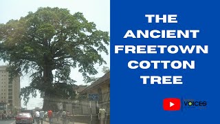 HVA | Historic Sierra Leone | The Ancient Freetown Cotton Tree | #history #freetown #sierraleone