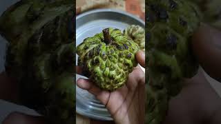 Sita phalam , custard apple fruit #fruit #sitaphal #custardapple #fruits #shorts #healthy #videos 😋😋