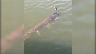 что за рыба, которая ловит уток.what kind of fish that catches ducks